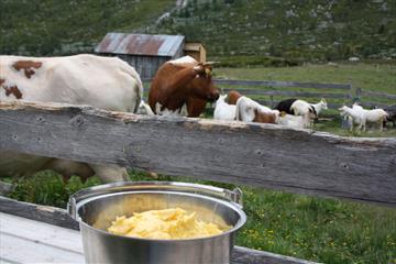 Kinning av smør utendørs med kyr i bakgrunnen på en støl.