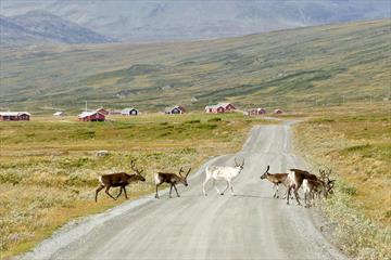 Reindeer cross a gravel road in open mountainous country. Some farm houses can be seen in the background.