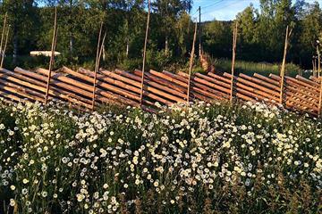 Traditional fence made by Valdresskigard