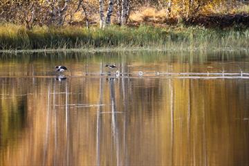 Birdwatching - Lomendelta