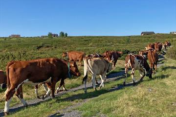 Cattle grazing on a mountain pasture