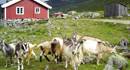 Sparstadtrøe summer mountain farm in Vang, Valdres, Norway.