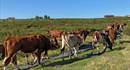 Cattle grazing on a mountain pasture