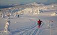 Utsikt til snødekte trær og hvite fjelltopper.