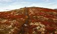 A path leads through mountain heather in bright red autumn colours mixed with white mosses up a little hill in open high country.