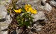 Flowering snow buttercup with yellow blossoms