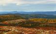 Bølgede fjellandskap over tregrensa i høstfarger.