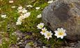 Blomstrende reinsose foran en lavdekt stein