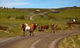 Summer farming environtment at Gauklie on the Stølsvidda plateau.