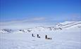 Hundespann i flotte omgivelser på Valdresflye.