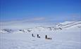 Hundekjøring på Valdresflye