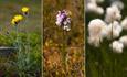 Hawkweed, heath spotted-orchid and cottongrass along the hiking trails on the hill of Beitostølen.