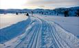 Cross-country skiing track over a flat in open high country in the soft light of a winter morning. Some scattered spruce and birch trees, an undulatin