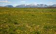 Smørblomst- og løvetanneng med høye fjell i bakgrunnen