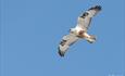 A raptor in front of the blue sky