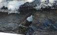 White throated dippers (Cinclus cinclus) can be found at Neselva in Fagernes also during winter.