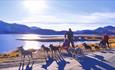 Dog sledding on wheels at the feet of the Jotunheimen National Park