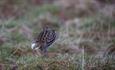 Lekking Great Snipe at dusk