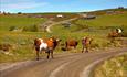 Cattle on the farm road winding up the hill at Gauklie.