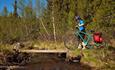 A cyclists walks with her bike over a small wooden bridge over a brook in lush birch forest.