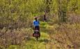 Radler auf einem mit Gras überwachsenen Trail mitten in üppig grünem Birkenwald.