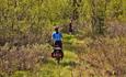 Cyclists on an overgrown trail amidst lush birch forest.