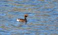 Slavonian Grebe (Podiceps auritus) swimming on the water, lit by the evening sun. The water is blue.