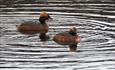 A pair og Slavonian Grebes on a small lake.