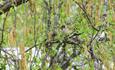 The Eurasian tree sparrow breeds at Valdres Fokemuseum.