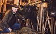 Der Landwirt und ein Angusochse im Stall