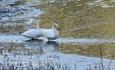 A pair of Whooper Swans (Cygnus cygnus) in the shore zone with some aquatic vegetation.