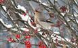 Bohemian waxwing in a rowan berry tree with red berries at Fagernes town centre. Snow lies on the branches.