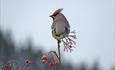 Bohemian waxwing sitting on the top of a branch at Fagernes town centre.