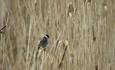 Rohrammermännchen (Emberiza schoeniclus) auf einem Schilfhalm