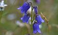 The rare Bearded Bellflower (Campanula barbata) occurs in Skandinavia only in a very limited area in the southern Langsua Nasjonal Park and surroundin