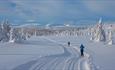 Skiløpere i skogsterreng med utsikt til fjell.