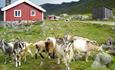 Sparstadtrøe summer mountain farm in Vang, Valdres, Norway.