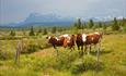 Cattle look investigating at the photographer. Mountains in the background and dark clouds in the sky.