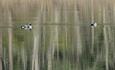 A pair of black-throated divers.
