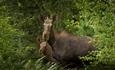 Female moose and her calf between green trees.