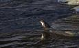 White throated dippers (Cinclus cinclus) can be found at Neselva in Fagernes also during winter.