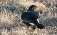 Black grouse male in evening sunlight