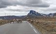 Reindeer herd crossing a mountain road