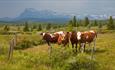 Cows grazing on the mountain plateau.