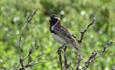 Lappland Bunting, male in breeding plumage, in a dwarf birch bush with food in its beak