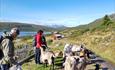 Summer farm visitors on a hike among goats. A lake and mountains in the background