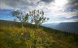 Fjellbjørketrær i høstlys i Bogen i Vassfaret med utsikt over dalen i bakgrunnen.