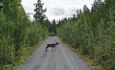 Rendeer crossing the road in the Valley Murudalen.