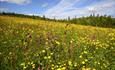 Blumenwiese bei Ølnesseter