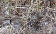A small very well camouflaged wader in a bog